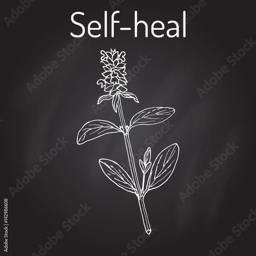 Self-heal Prunella vulgaris , or allheal, medicinal plant