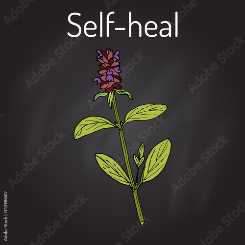 Self-heal Prunella vulgaris , or allheal, medicinal plant