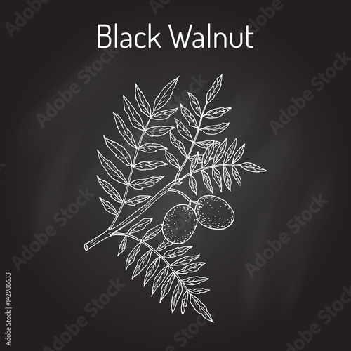 Eastern black walnut Juglans nigra 