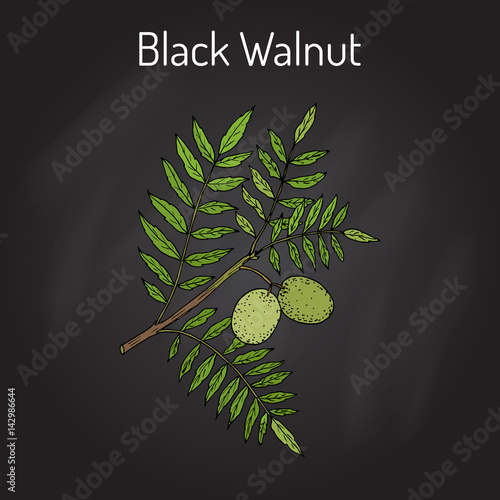 Eastern black walnut Juglans nigra 