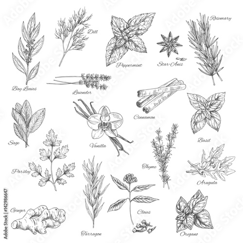 Herbs and spices vector sketch icons