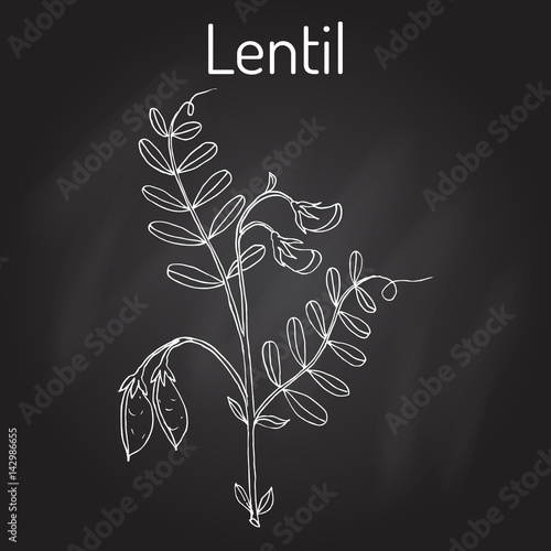 Lentil Lens culinaris 