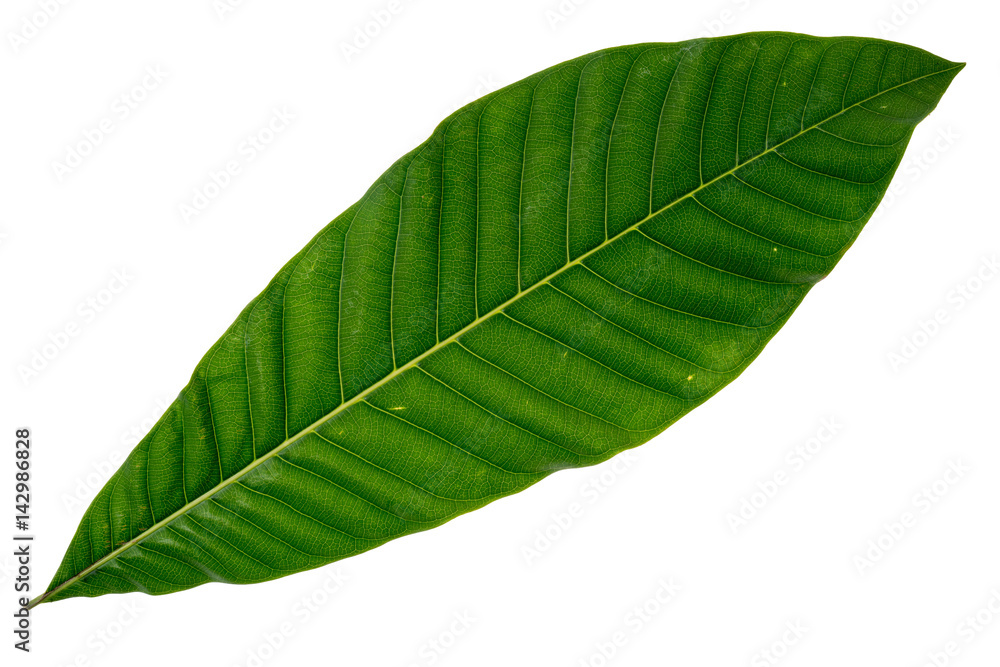 Obraz premium Green leaf on white