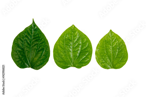 Green leaf on white