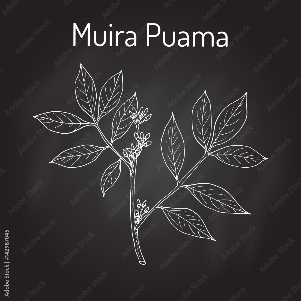 Muira Puama Ptychopetalum olacoides , or Potency wood, medicinal plant
