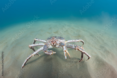 King crab on the seabed