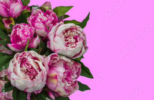 Peonies. Pink colored flowers and background.