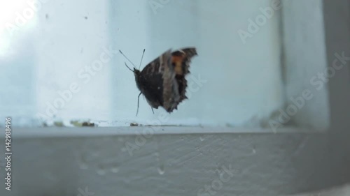 Butterfly on the window