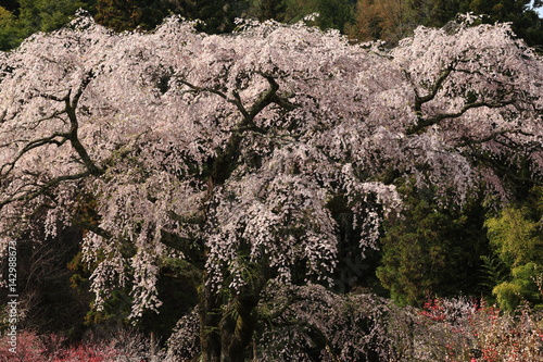 Wallpaper Mural 黒船桜 Torontodigital.ca