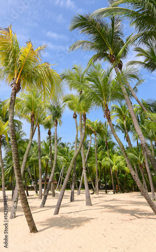 Exotic palm trees with tropical white sandy beach and blue sky.