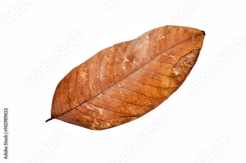 The pattern  leaves isolated and white background