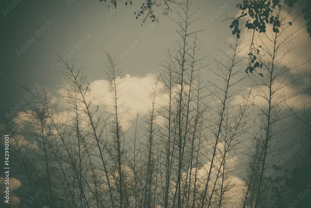 Sky above the trees in the forest in vintage tone.