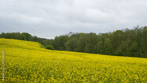 Bl  hendes Rapsfeld