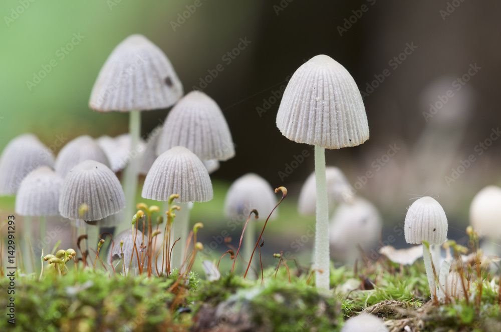 Mushrooms (Coprinus disseminatus) on a stump Mushrooms (Coprinus disseminatus) on a stump