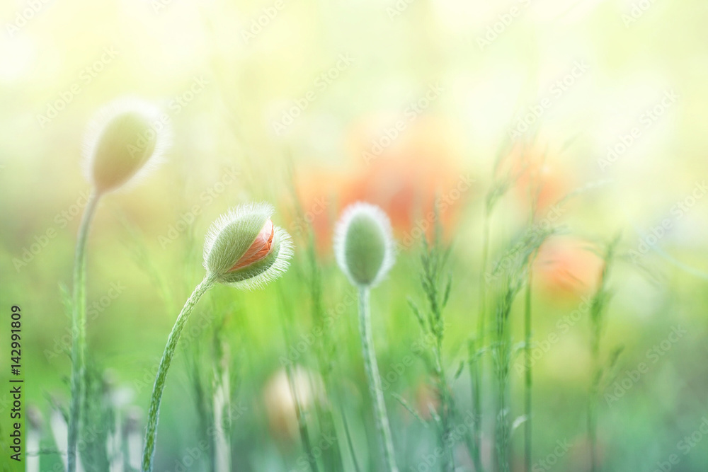 Delicate fluffy poppy buds in a field on nature in sunlight on a light green background macro. Spring summer background Border template for design. An airy gentle artistic image. - obrazy, fototapety, plakaty 