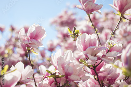 Rosa Magnolienblüten im Frühling 