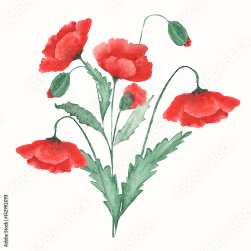 Colorful floral watercolor illustration. Vintage  card  hand drawn red poppies.