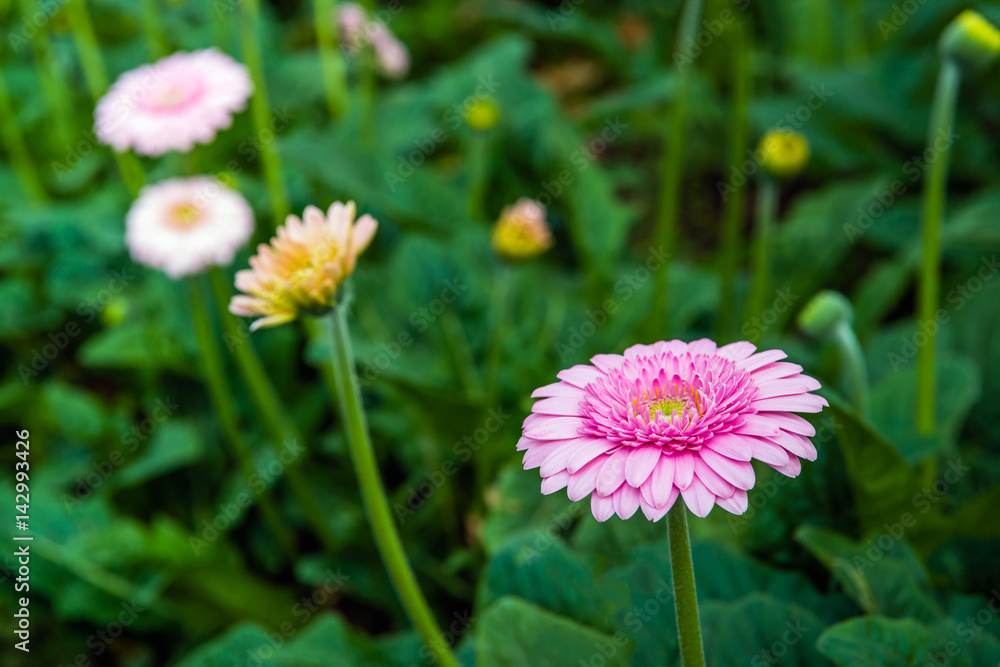 Yellow hearted gerbera flower with pink petals from close Yellow hearted gerbera flower with pink petals from close