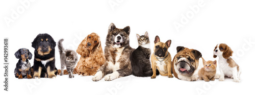 Group of dogs and cats on white background