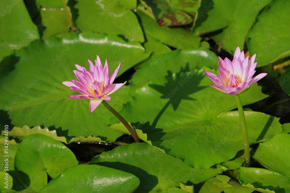 Pink lotus flower in tropical garden Pink lotus flower in tropical garden