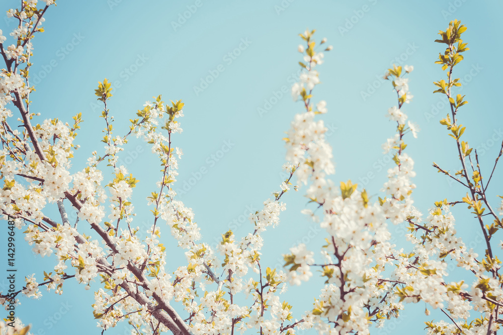 Spring White Blooming Trees Retro Spring White Blooming Trees Retro