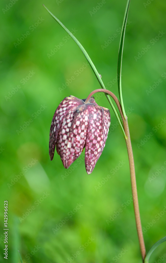 Snake's Head Fritillary flowers in meadow Snake's Head Fritillary flowers in meadow