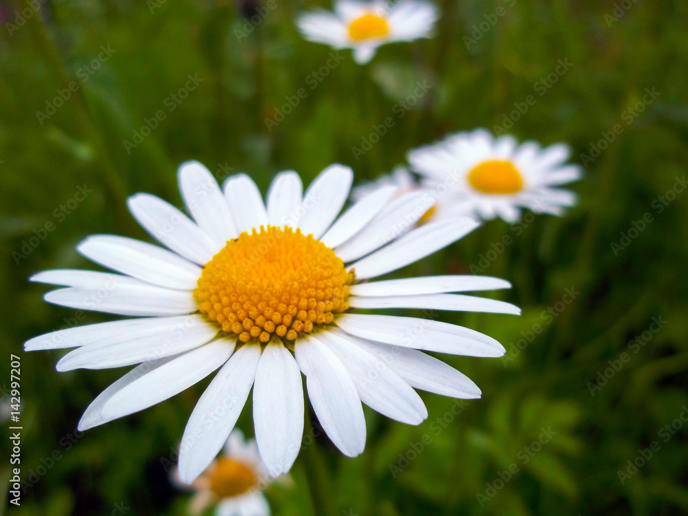 White daisy flower close-up. Chamomile closeup White daisy flower close-up. Chamomile closeup