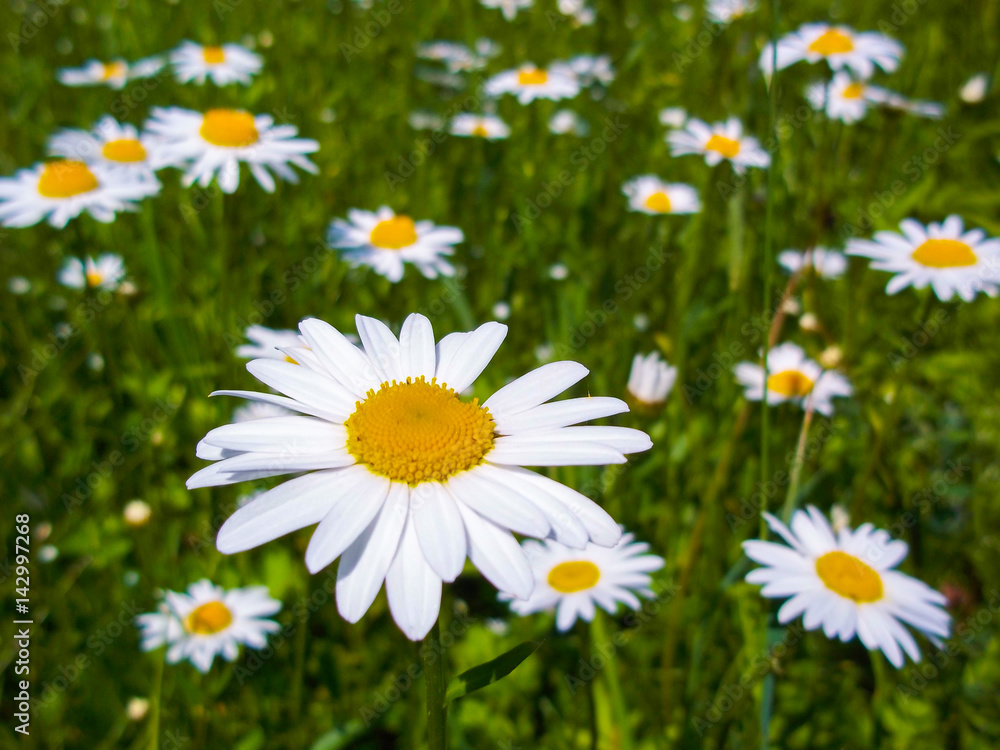 Fototapeta premium Flowers of white daisies. Chamomile