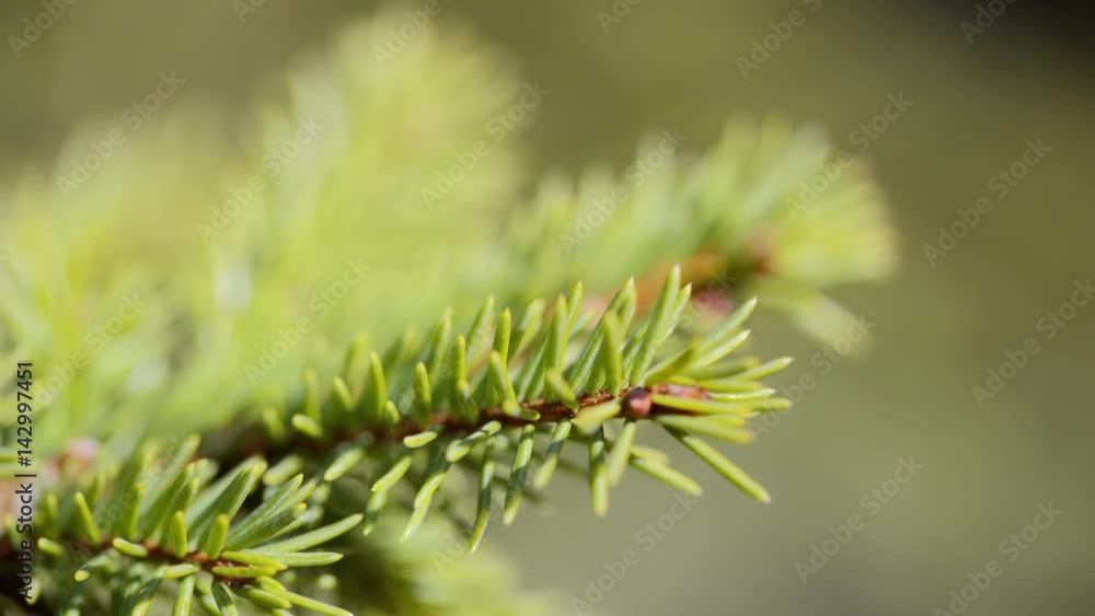 green spruce branches close-up. slow motion green spruce branches close-up. slow motion