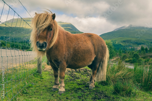 Fototapeta Shetland red pony is grazed on background of mountains.