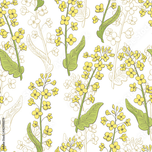 Rape flower graphic color seamless pattern sketch illustration vector
