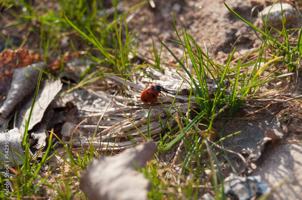 Spring. Nature is waking up. Ladybird on grass Spring. Nature is waking up. Ladybird on grass