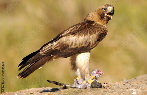 Aguila calzada adulta con presa