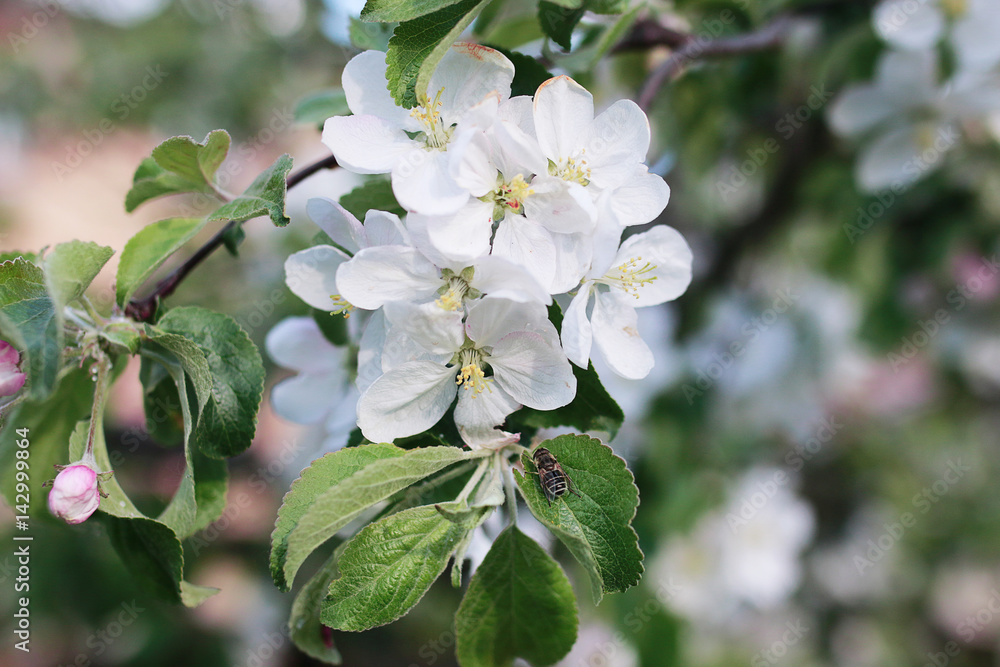 flowering apple tree with bright white flowers flowering apple tree with bright white flowers