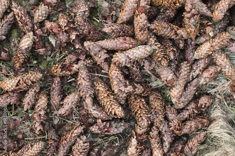 Pine Cones Background Pine Cones Background
