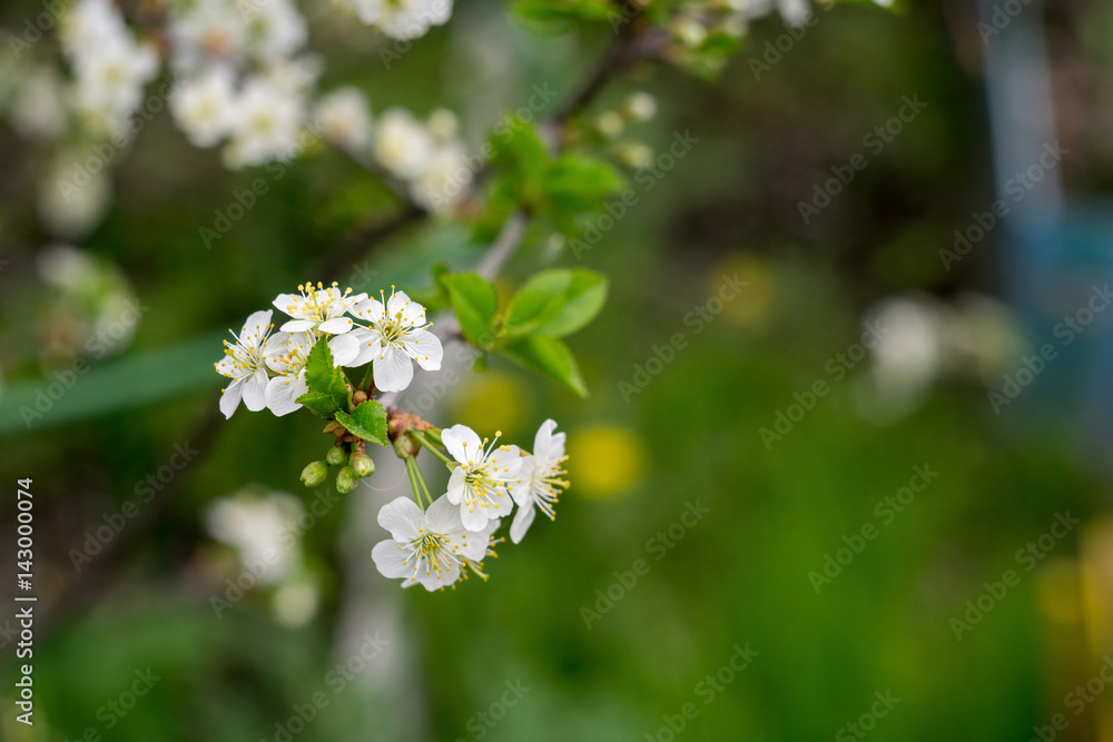 White Cherry Blooming Trees