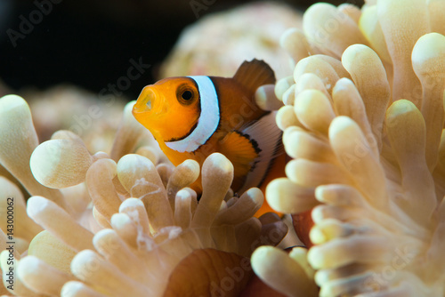 peculiar clown fish hosting on anemone