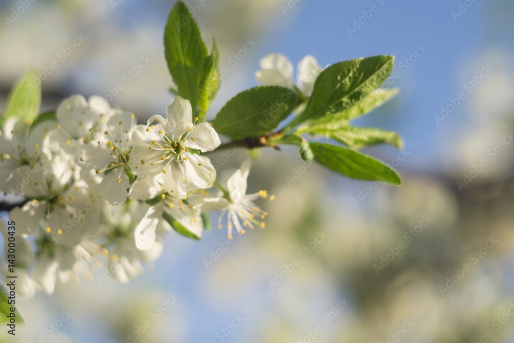 Obraz premium White Spring Blooming Trees