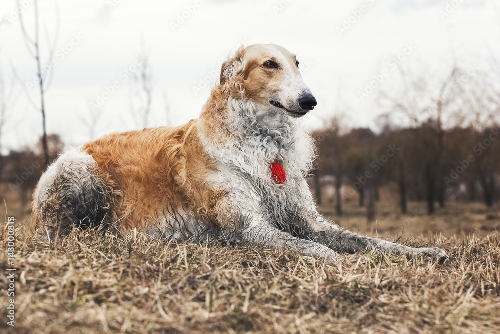 Walking Russian wolfhound 