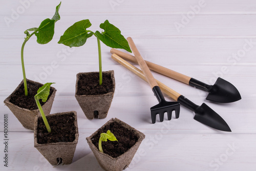Pots with young seedlings on white wooden background