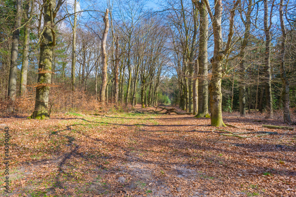 Beech forest in sunlight in spring
Beech forest in sunlight in spring