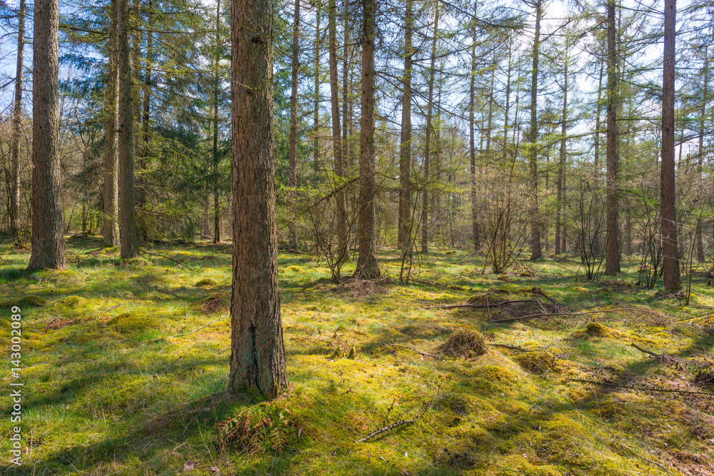Obraz premium Pine forest in sunlight in spring