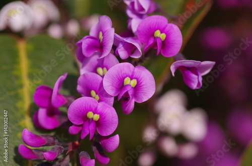 Coral pea