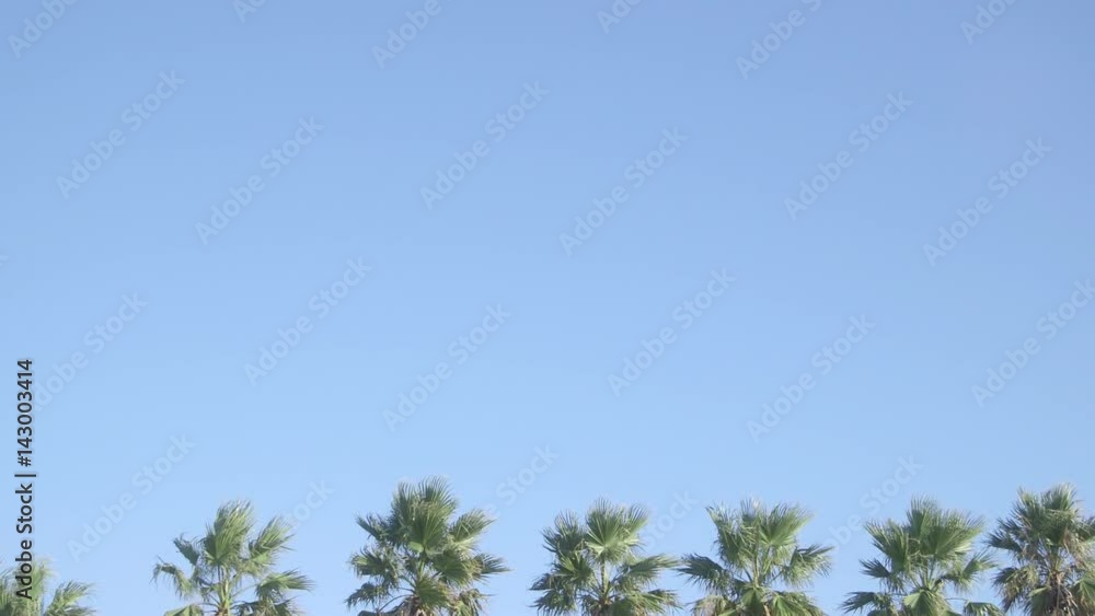 palm tree palm tree