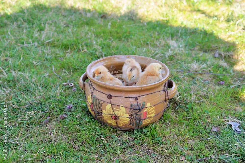Fototapeta premium Baby chickens and eggs in a clay pot