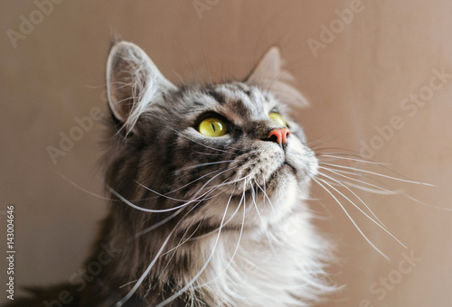 Fototapeta Naklejka Na Ścianę i Meble -  Maine Coon. The largest cat. Portrait of grey big cat main coon at home. Close up of handsome adult maine coon on blur background.