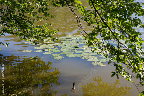 Quadro em tela Pond with flowers of water-lilies