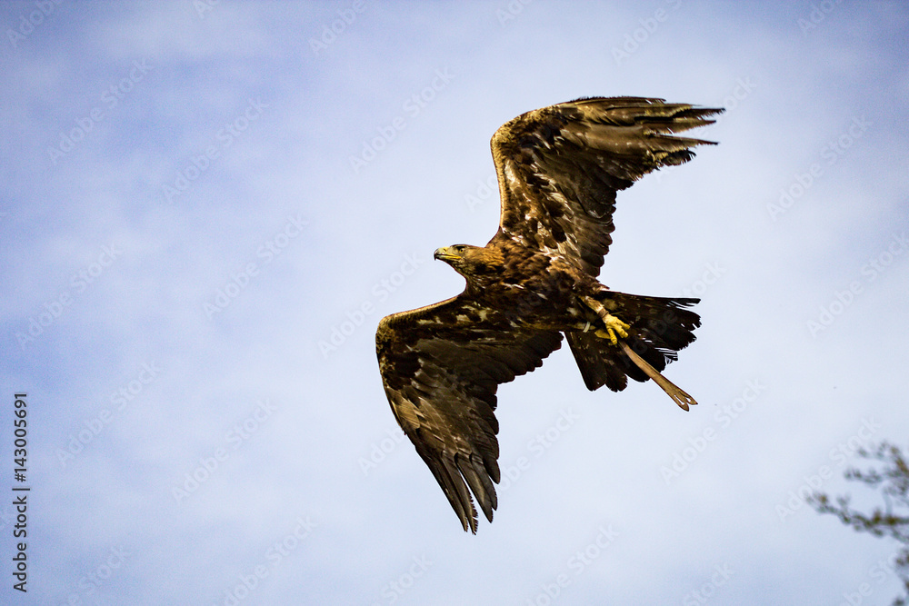 Fototapeta premium Greifvogel