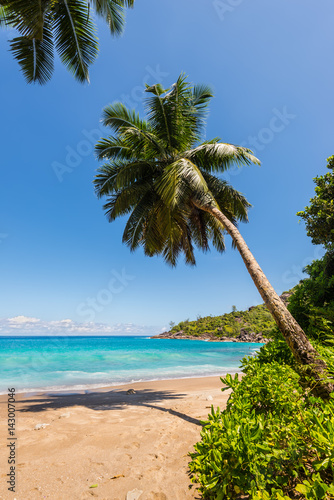 Dream Seascape Coast - Idyllic paradise palm Anse Major beach on the North-West side of Mahe Island near the town of Bel Ombre  Seychelles