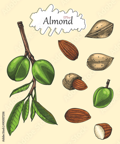 Almond collection hand drawing vintage style.Engraving drawing style